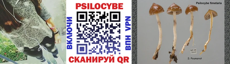 Псилоцибиновые грибы Psilocybe blacksprut сайт Тында